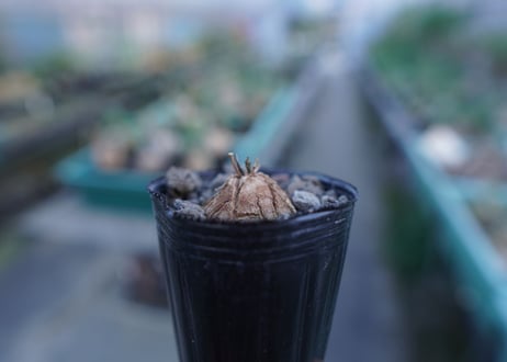 亀甲竜　Dioscorea elephantipes　No.4