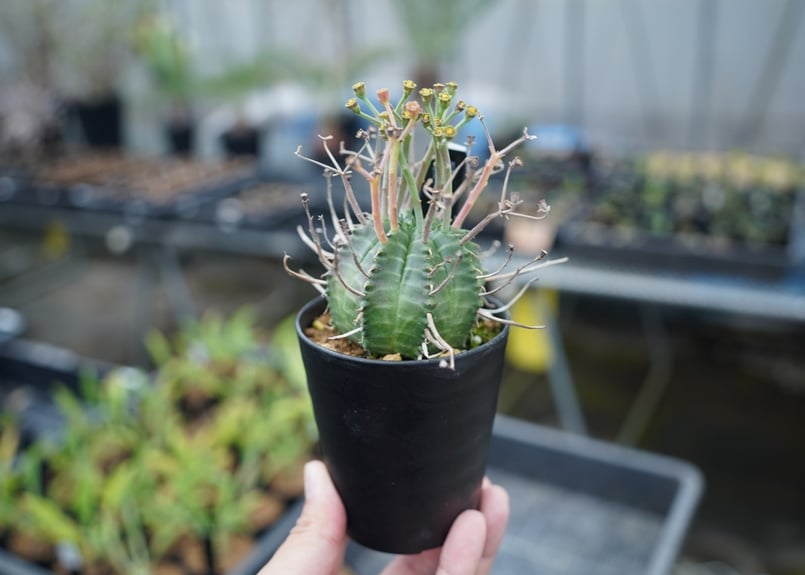 n*n様 ユーフォルビア　バリダ ユーフォルビア・バリダの基本情報・育て方｜多肉植物・サボテン図鑑