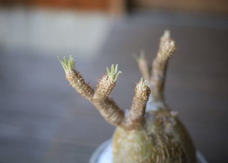 グラキリス　 Pachypodium Gracilius