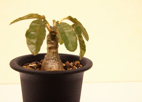 ドルステニア　フォエチダ　Dorstenia foetida
