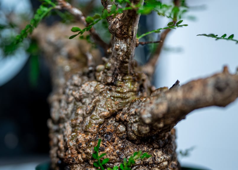 オペルクリカリア パキプス Operculicarya pachypus No.1 | man