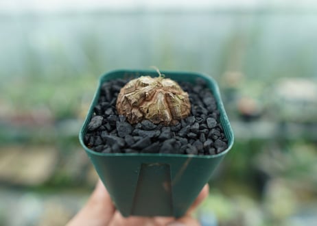 亀甲竜　Dioscorea elephantipes　No.4