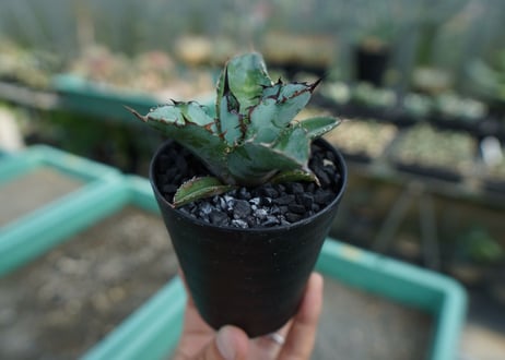 アガベ ブラックドラゴン（抜き苗）muffin様購入株・屋内管理3年株 CATEGORY アガベ チタノタ 黒豹 | RAFLUM / ラフラム｜東京、大阪の