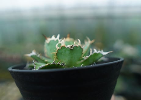 アガベ　チタノタ　フィリグリー　agave titanota filigree　No.5
