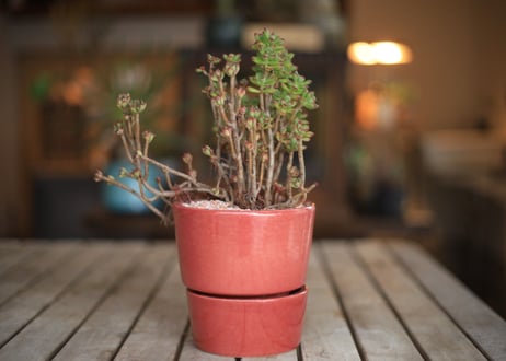 小人の祭り　Aeonium sedifolium