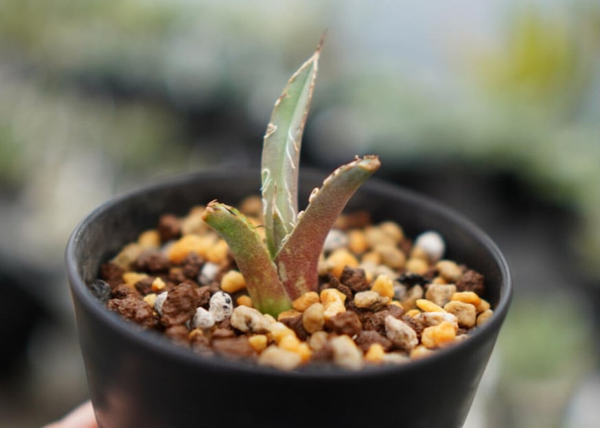 チタノタ】冬の管理方法 | mana's farm:塊根植物・アガベ・ドライ