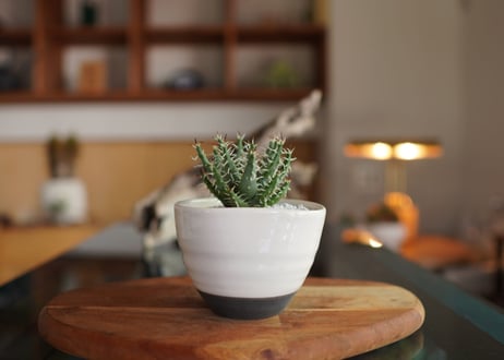 アロエ　エリナケア　Aloe erinacea