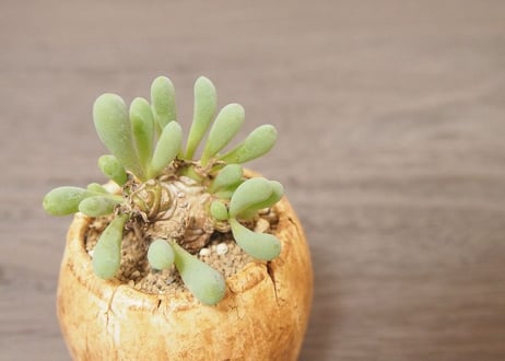 オトンナ クラビフォリア Othonna clavifolia no.3