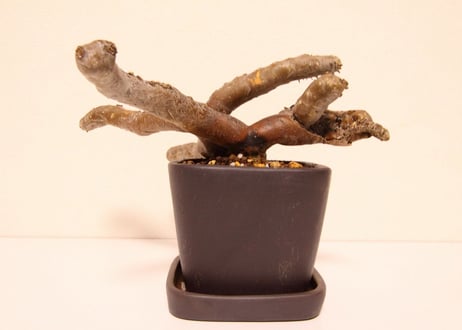 サルコカウロン・ムルチフィズム　Sarcocaulon multifidum
