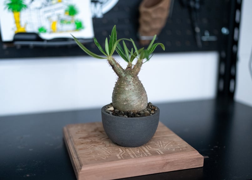 パキポディウム　グラキリス　特大株　発根済み　パキプス　アガベ Amazon.co.jp: パキポディウム グラキリス 特大株 発根未確認