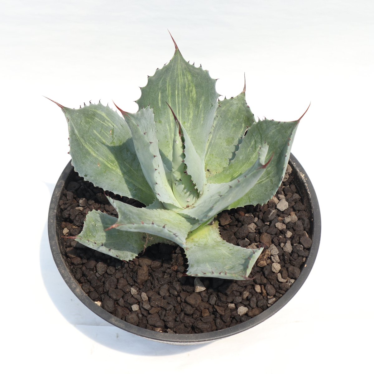 アガベ 風雷神錦 №2 | mana's farm:塊根植物・アガベ・ドライガーデン