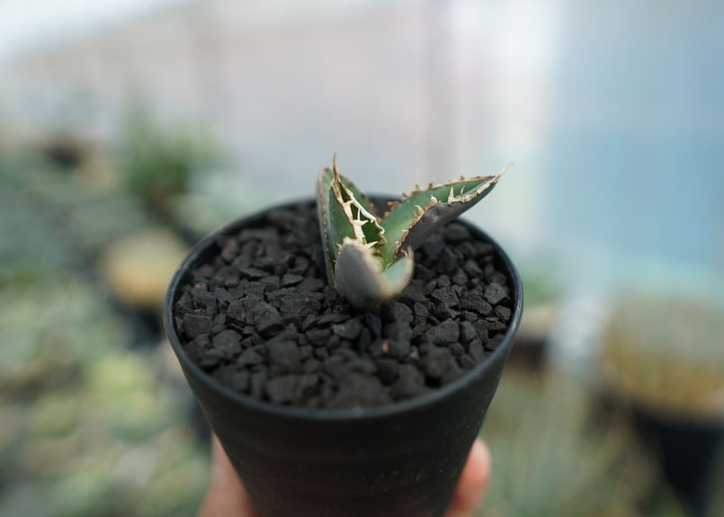アガベ チタノタ 狼人 agave titanota 