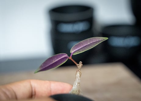 ペトペンチア　ナタレンシス　Petopentia natalensis