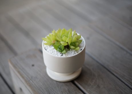 ハオルチア キサンタゴールド　Haworthia cymbiformis