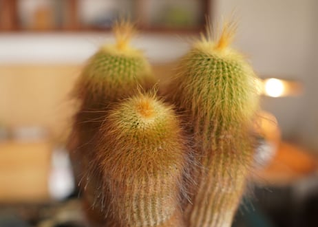 キンコウマル  Eriocactus leninghausii