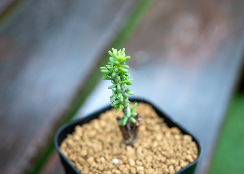 ケラリア ナマクエンシス 接ぎ木 | mana's green:塊根植物販売 ケラリア ナマクエンシス 接ぎ木 | mana's green:塊根植物販売