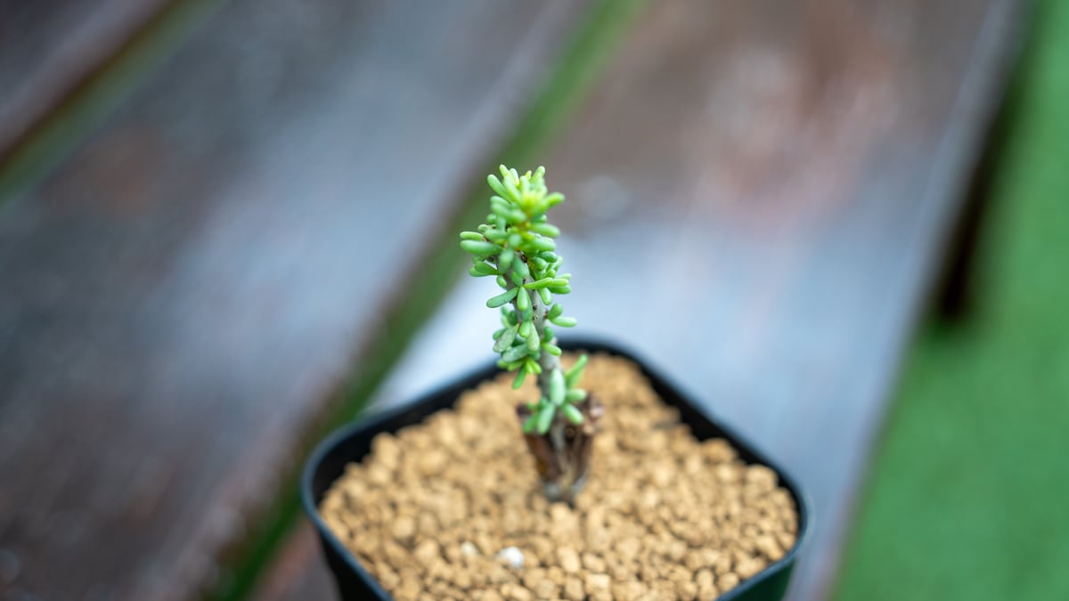 ケラリア ナマクエンシス 接ぎ木 | mana's farm:塊根植物・アガベ