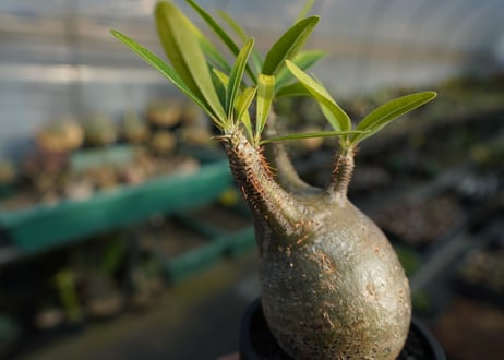パキポディウム　グラキリス　 Pachypodium Gracilius  No.3