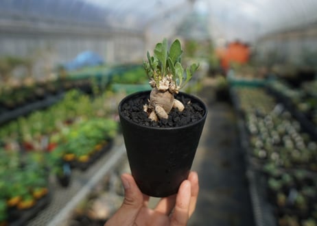 オトンナsp　スタインコフ　Othonna steinkopf