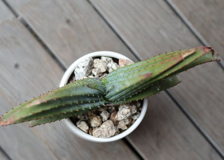 アロエ　スプラフォリアータ　Aloe suprafoliata