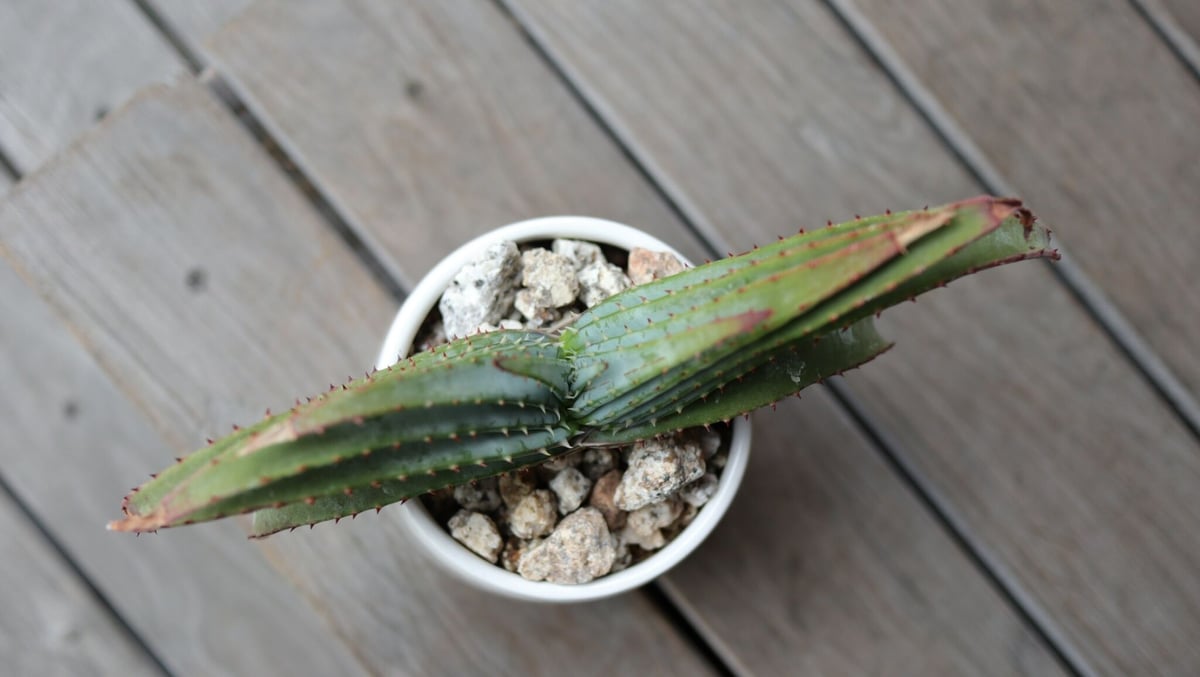 アロエ スプラフォリアータ Aloe suprafoliata | mana's farm:塊
