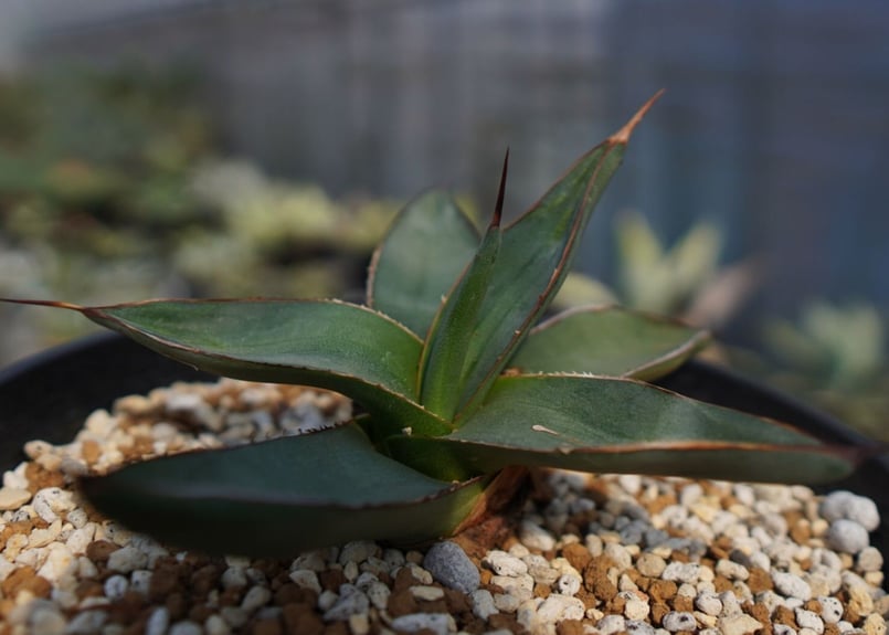 アガベ シャークスキン | mana's farm:塊根植物・アガベ・ドライ