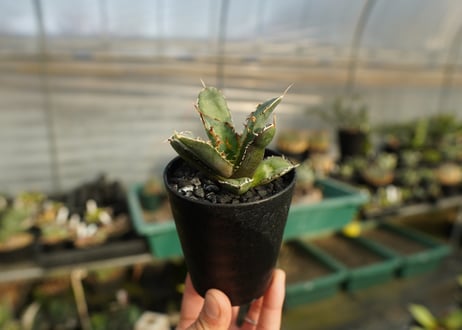 アガベ　チタノタ　FO-76　Agave titanota  FO-76　No.1