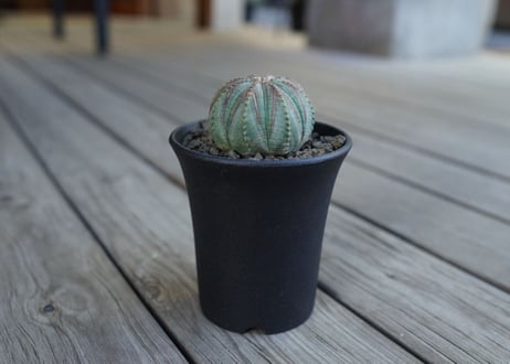 ユーフォルビア オベサ　euphorbia Obesa