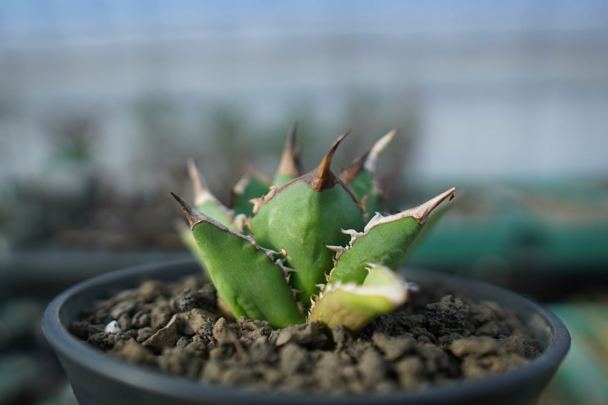 アガベ チタノタ 剣竜 agave titanota kenryu A4 | mana