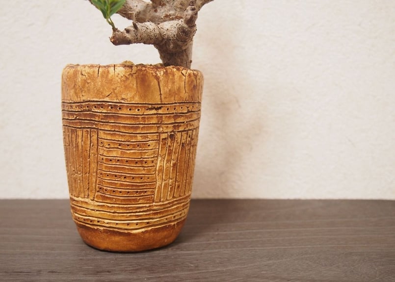 センナ メリディオナリス Senna meridionalis | mana's farm:塊