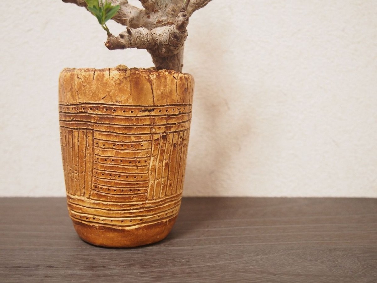 センナ メリディオナリス Senna meridionalis | mana's farm:塊