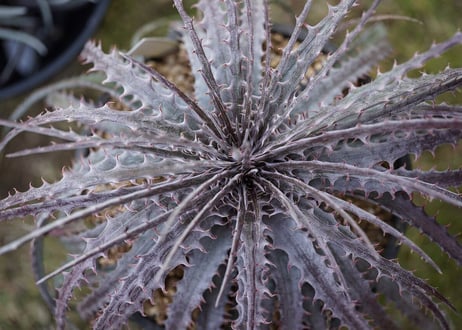 Dyckia Pinkthorn