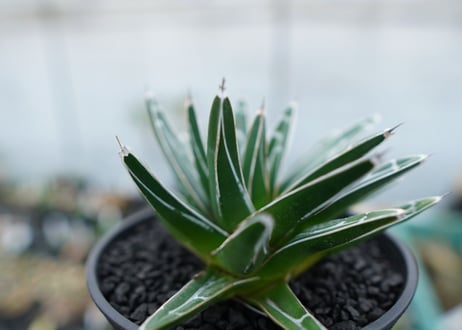 アガベ　笹の雪　Agave victoriae reginae　No.5