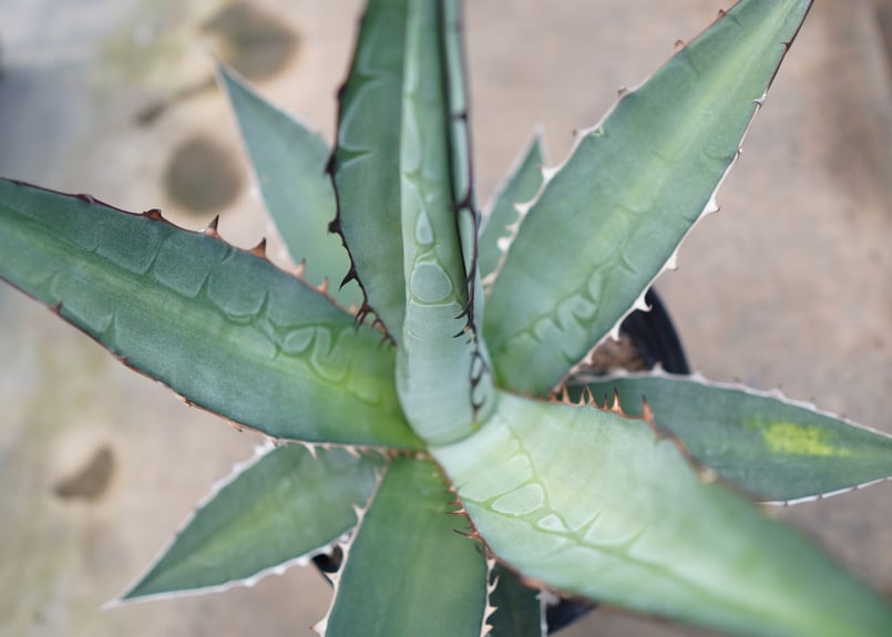 アガベ チタノタ 子株付き | mana's farm:塊根植物・アガベ・ドライ