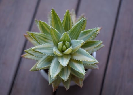Aloe brevifolia variegated