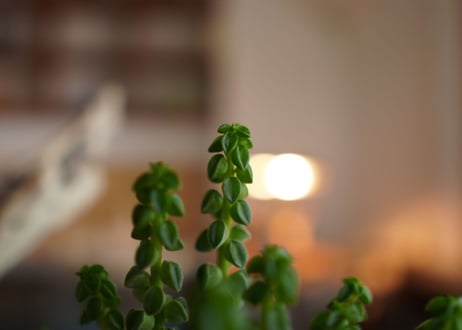ペペロミア コルメラ Peperomia columella