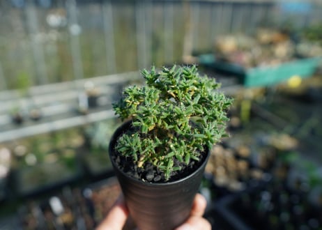 トリコディアデマ ステラツム　Trichodiadema stellatum  No.1