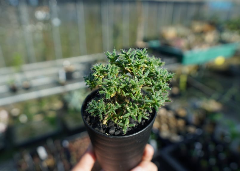 トリコディアデマ ステラツム Trichodiadema stellatum No.1 |