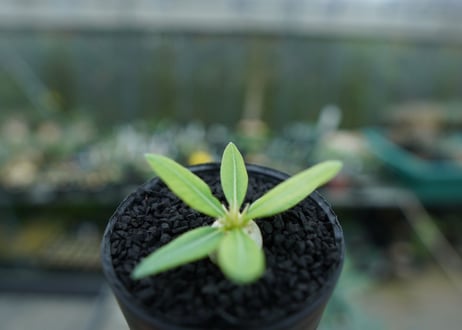 パキポディウム　恵比寿笑い　Pachypodium brevicaule　No.5