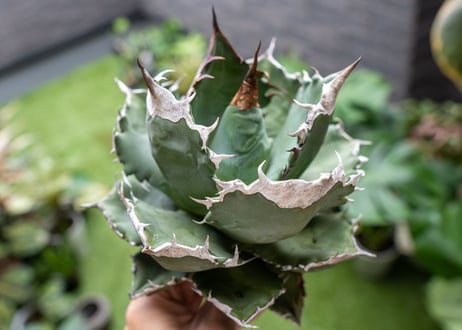 Agave White flame B 白火焔  NO.4