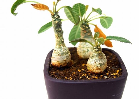 ドルステニア フォエチダ  Dorstenia foetida