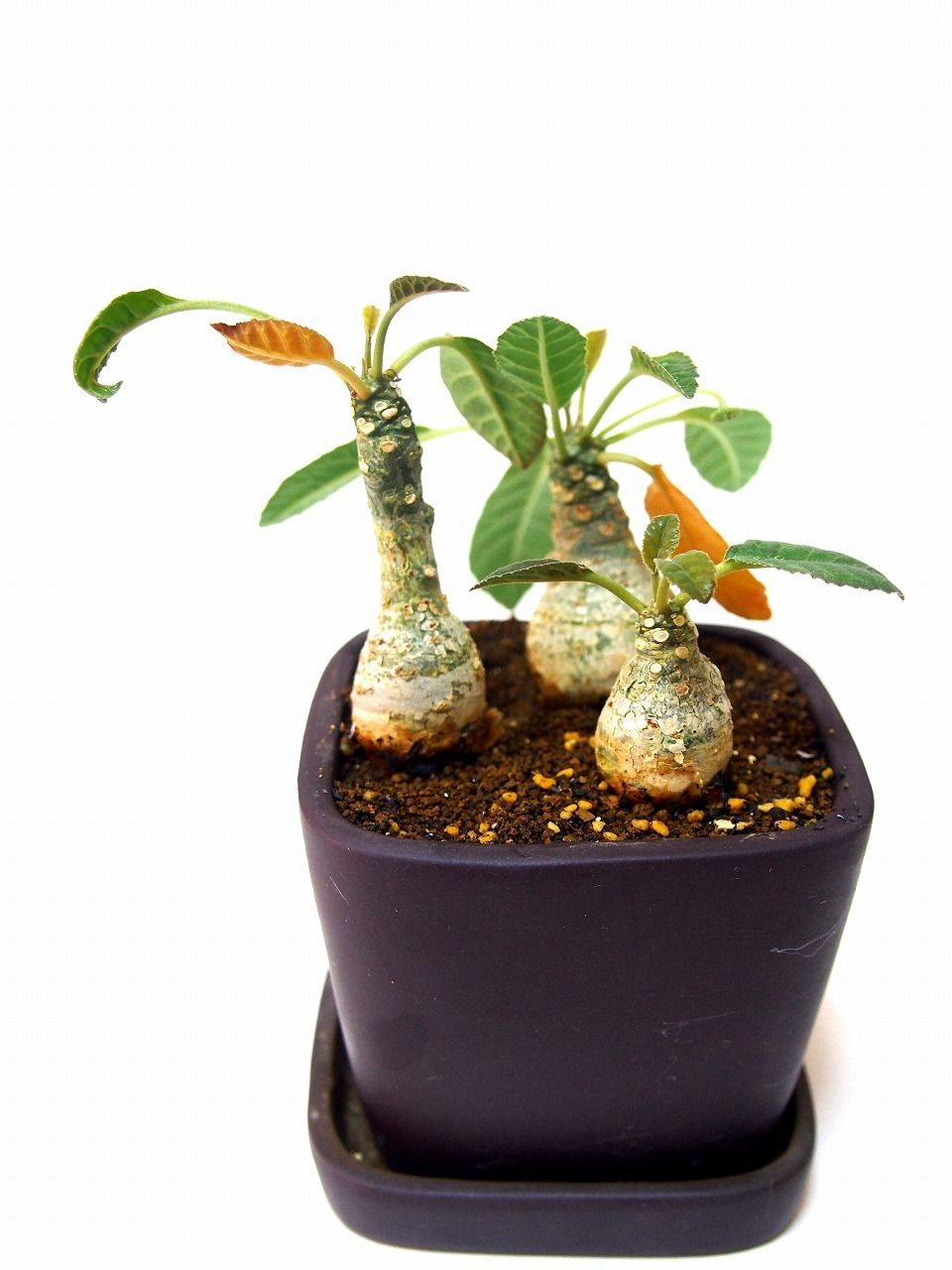 ドルステニア・フォエチダ　モンスト ドルステニア フォエチダ Dorstenia foetida | mana's farm:塊