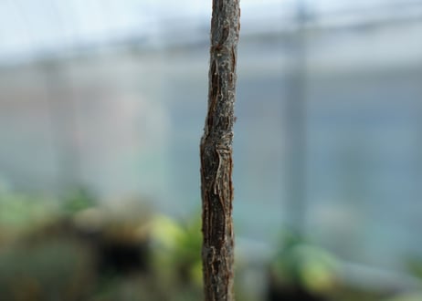 デロニクス　プミラ　Delonix pumila