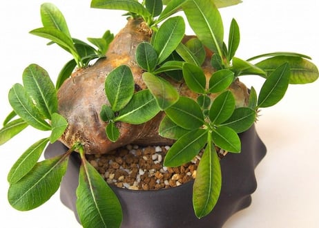 Pachypodium brevicaule　パキポディウム 恵比寿笑い