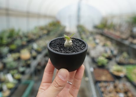 パキポディウム　マカイエンセ　Pachypodium makayense