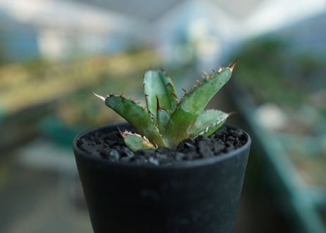 アガベ　チタノタ　 ブラックアンドブルー 　Agave titanota black and blue　No.3