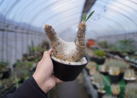 パキポディウム　エブレネウム　Pachypodium eburneum　No.3