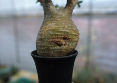 パキポディウム　グラキリス　Pachypodium  Gracilius No.3