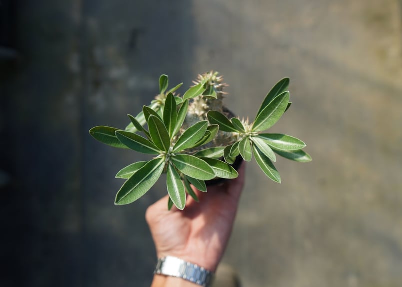 パキポディウム 伊藤ハイブリッド Pachypodium 'Itoh Hybrid パキポディウム 伊藤ハイブリッド Pachypodium 'Itoh Hybrid