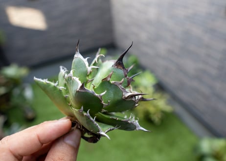 Agave ハデス 黒獄 Ｂ NO.1